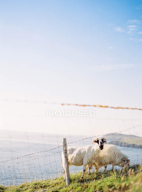 Ovelhas pastando grama na colina — Fotografia de Stock