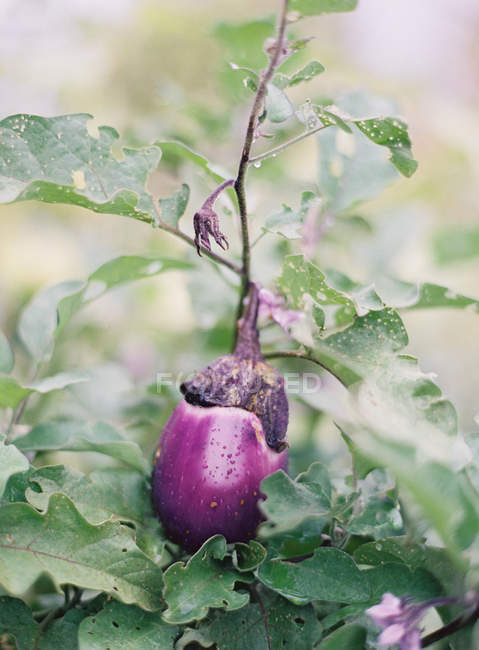 Eggplant growing on plant — Stock Photo
