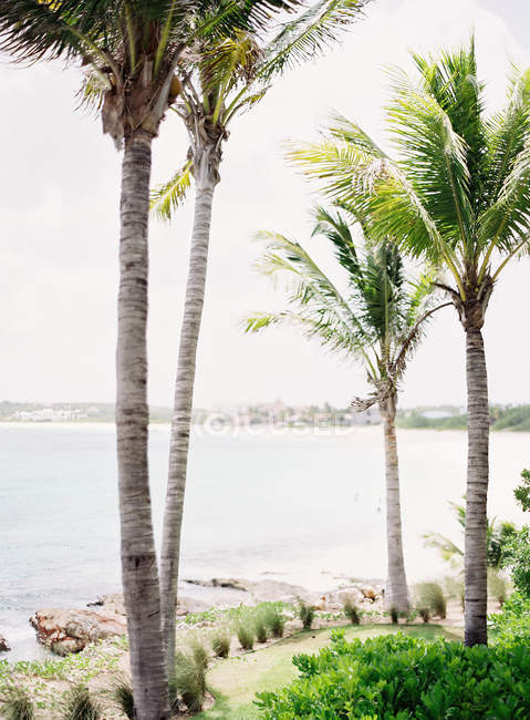 Palm trees on beach — Stock Photo
