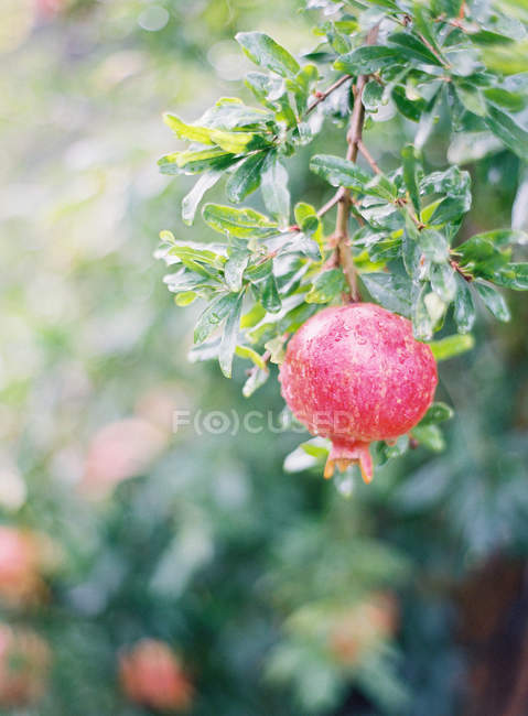 Pomegranates growing on tree — Stock Photo