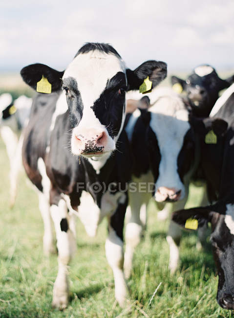 Vacche da latte bianche nere — Foto stock