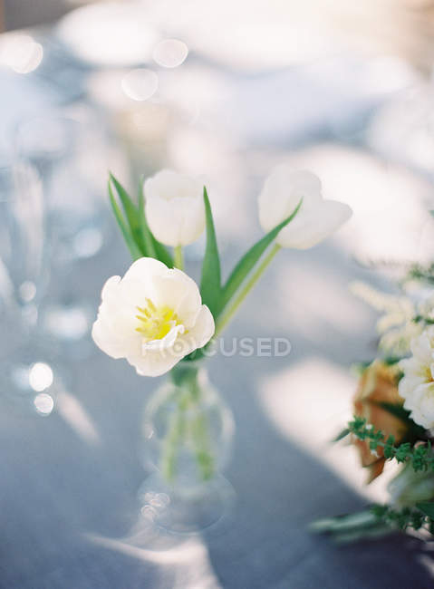 Tulipe blanche en bouteille — Photo de stock