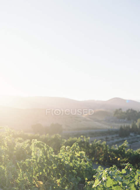 Huerto de vino con paisaje rural - foto de stock