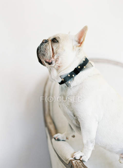 Bulldog bianco francese con fiocco nero — Foto stock