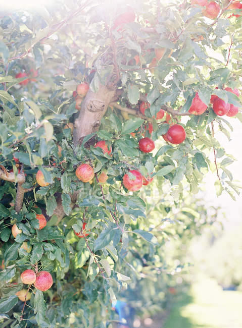 Äpfel wachsen am Baum — Stockfoto