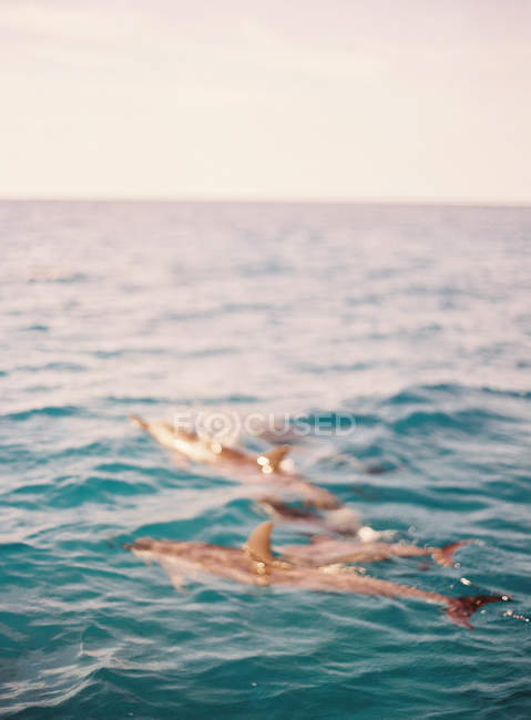 Delfines mulares nadando en el océano - foto de stock