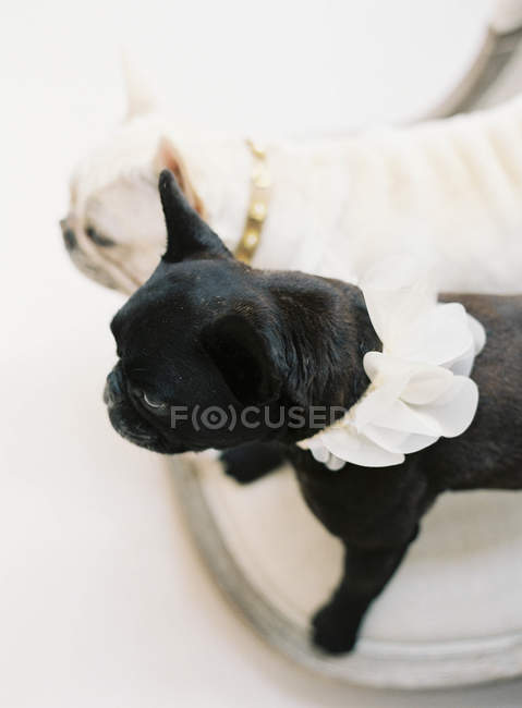 Niedliche schwarz-weiße französische Bulldoggen — Stockfoto