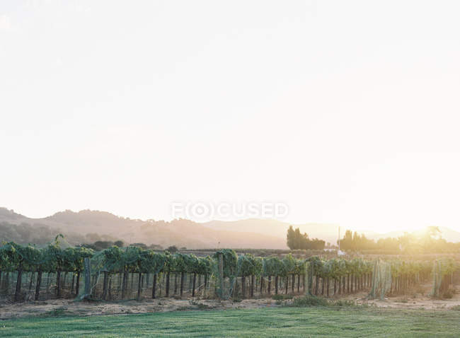 Vineyards growing in field — Stock Photo