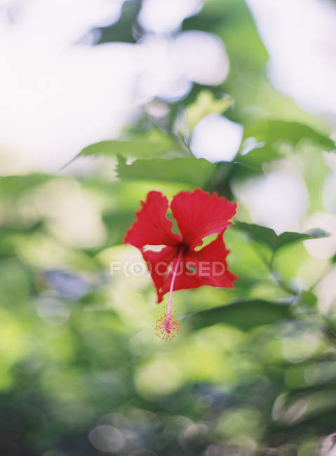 Fleur poussant sur la plante — Photo de stock