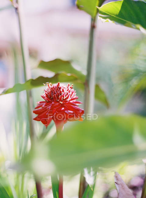 Flor que cresce na planta — Fotografia de Stock