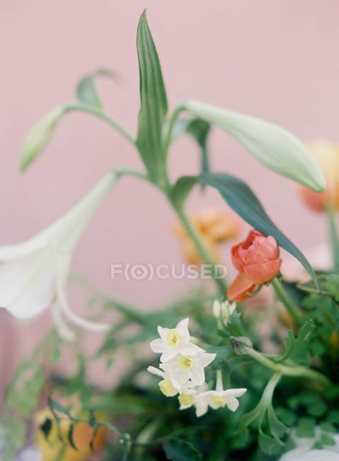 Flores frescas cortadas en interiores - foto de stock