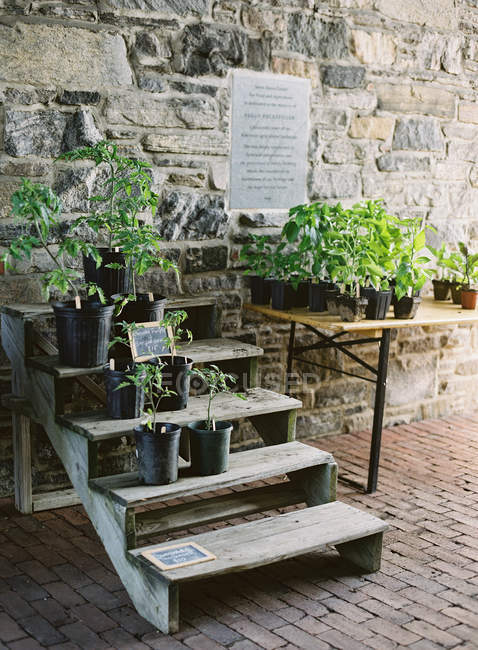 Plantes en pot à vendre sur des étagères en bois — Photo de stock
