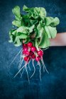 Bunch of fresh radishes in hand — Stock Photo