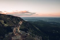 Laika de pé no topo da montanha — Fotografia de Stock