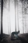 Laika de pé na floresta — Fotografia de Stock
