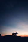 Laika silhouette contro il cielo — Foto stock