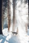 Чоловік гуляє з собакою в зимовому лісі — стокове фото