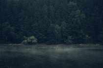 Ліс з ялинками на березі озера — стокове фото