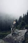 Dog on rock in mountains — Stock Photo