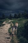 Cão de pé no caminho nas montanhas — Fotografia de Stock