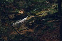 Cascade rocheuse dans la forêt — Photo de stock