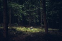 Laika sdraiata a terra nella foresta — Foto stock