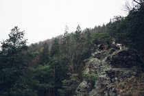 Bosque de pinos en ladera de montaña - foto de stock
