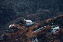 Sheep standing on rocky mountain — Stock Photo