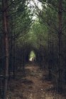 Олень стоячи в лісі посередництва — стокове фото