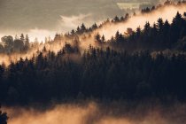 Pine forest covered with morning fog — Stock Photo