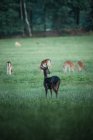 Самка красного оленя — стоковое фото