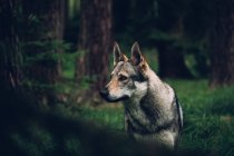 Perro de pie en bosque de pino denso - foto de stock