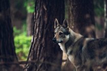 Собака стоит в густом сосновом лесу — стоковое фото