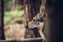 Laika in piedi nel bosco — Foto stock