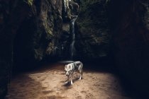 Лайка в скелястому ущелині — стокове фото