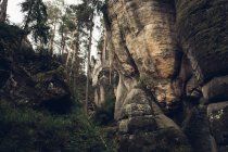 Rocky cliff in pine forest — Stock Photo