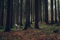 Laika debout dans une forêt dense de pins — Photo de stock