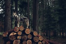 Laika em pé sobre pilha de madeira — Fotografia de Stock