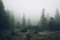 Лесной луг с элегантными белыми цветами — стоковое фото
