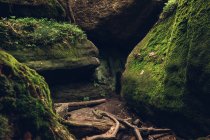 Tree roots among mossy rocks — Stock Photo