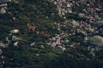 Familia de renos en ladera rocosa de montaña - foto de stock