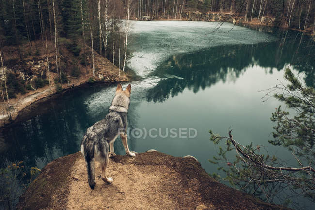 Cão em pé na costa do lago de montanha — Fotografia de Stock