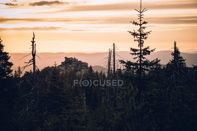 Floresta de pinheiros e picos rochosos — Fotografia de Stock