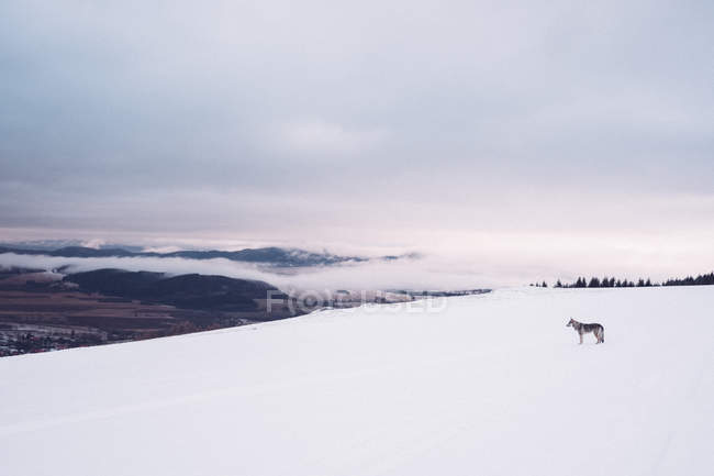 Laika au sommet d'une colline enneigée — Photo de stock