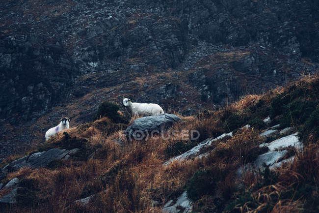 Mauntain cabras de pie sobre rocas - foto de stock