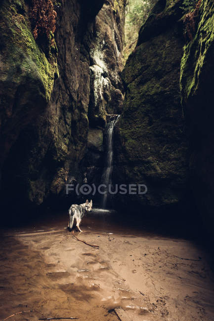 Perro en cueva de piedra - foto de stock