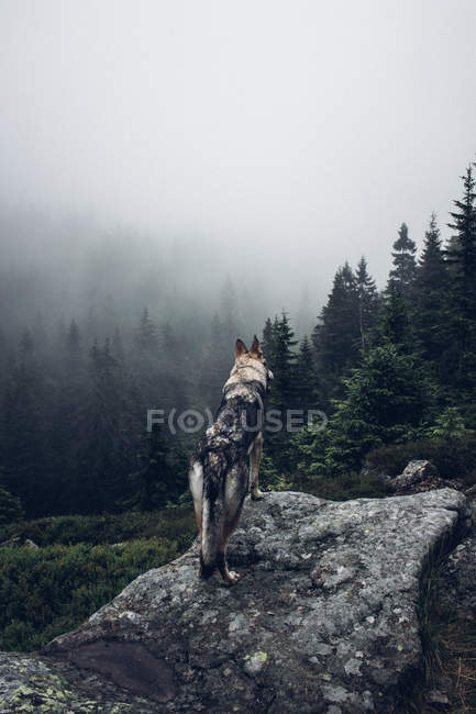 Собака на скелі в горах — стокове фото