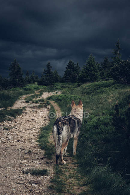 Собака стоїть на шляху в горах — стокове фото