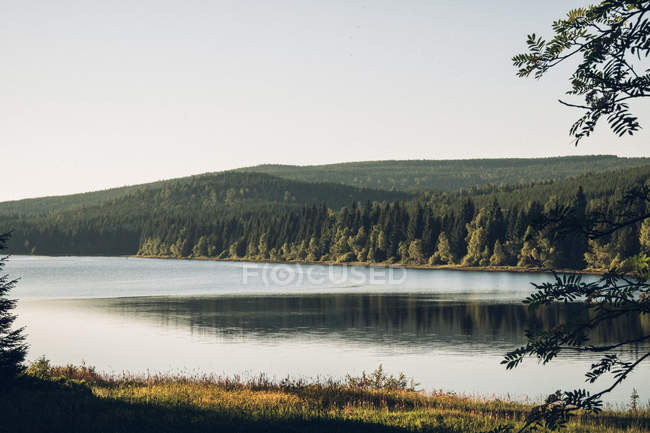 Lago con foresta a riva — Foto stock