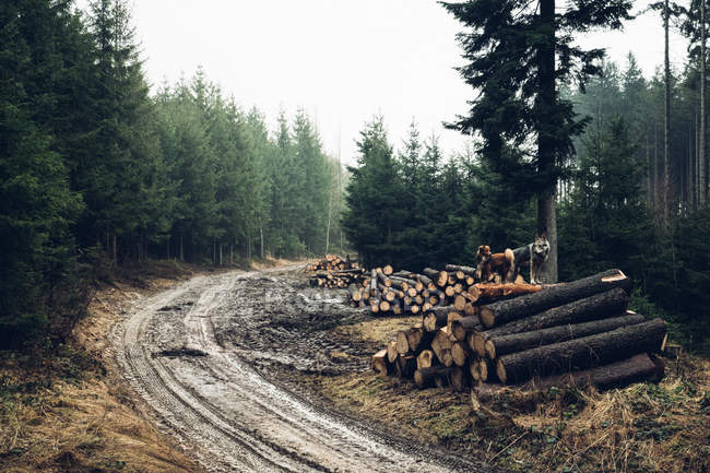 Estrada florestal com pilhas de madeira de pinho — Fotografia de Stock